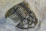 Spiny Scabriscutellum Lahceni Trilobite - Foum Zguid, Morocco #108798-3